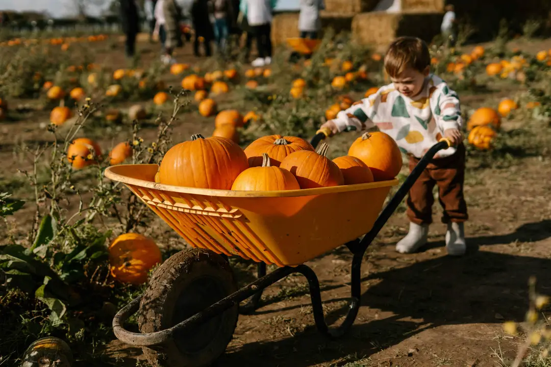 A child pushing a cart of pumpkins