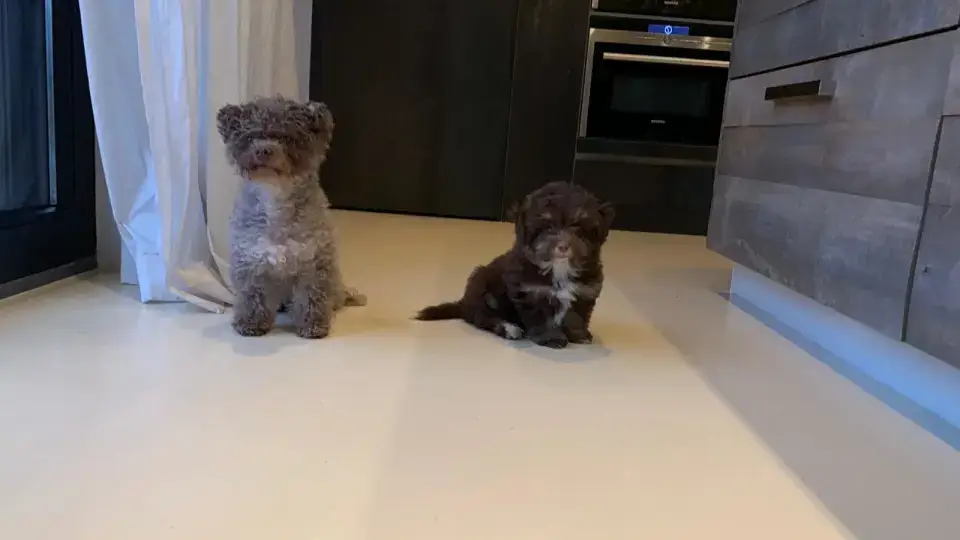 patty brard hondje
