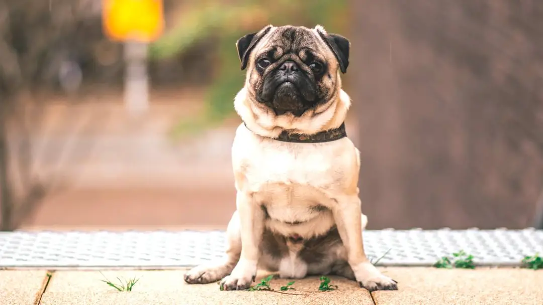 pug sitting