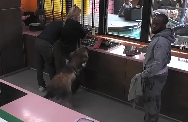 Big Brother moment hond