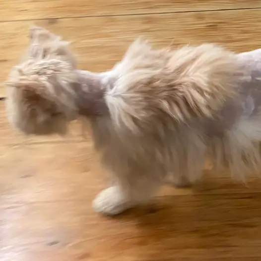 bb vol liefde kat