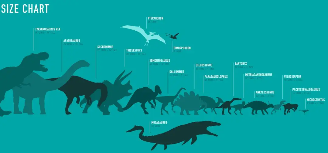 jw size chart1