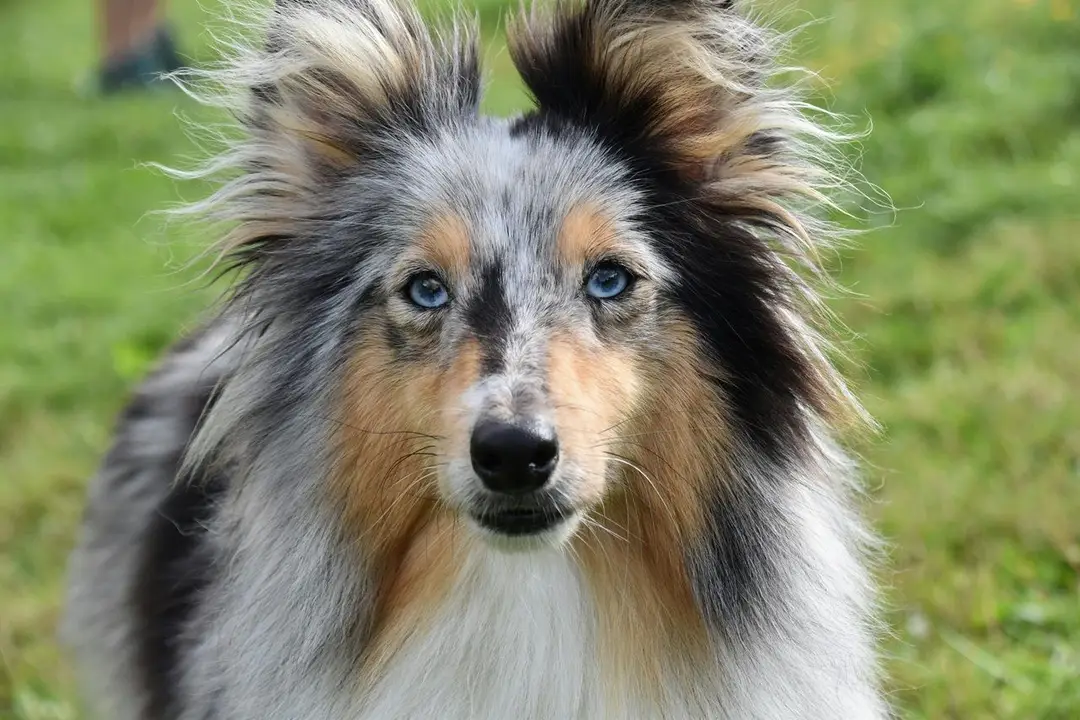 hond