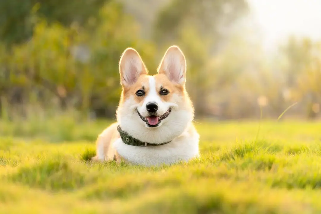 dog 4988985 1280