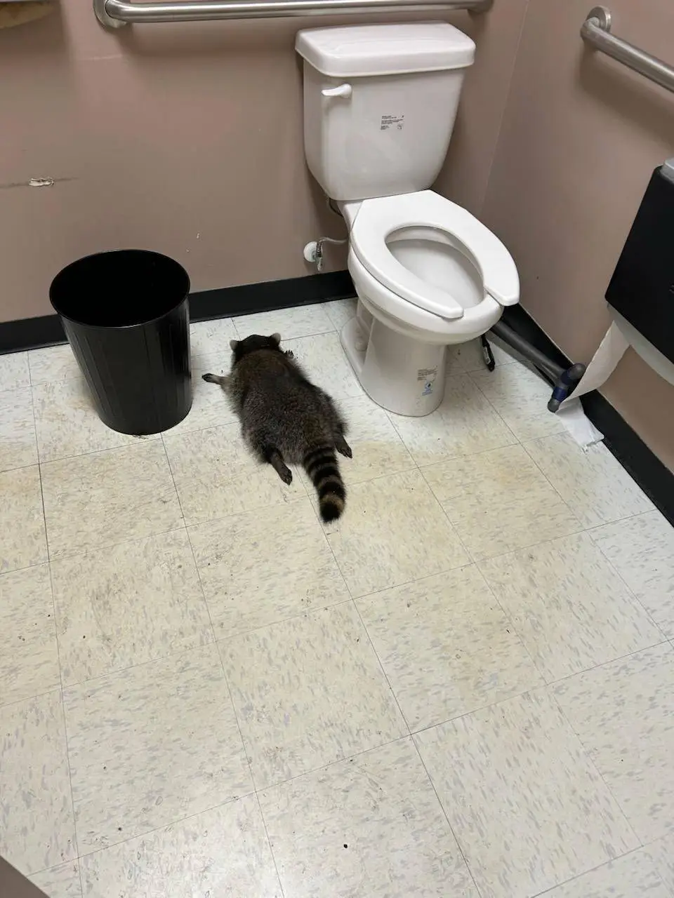 picture_vk_racoon_dronken_02