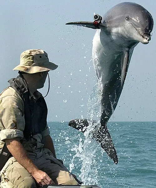 499px nmmp dolphin with locator