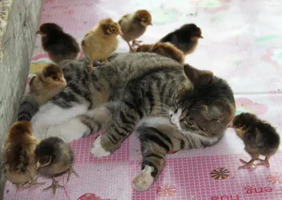 550w odd cat chick