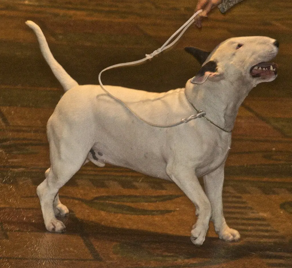 dog 2