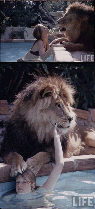 lion7