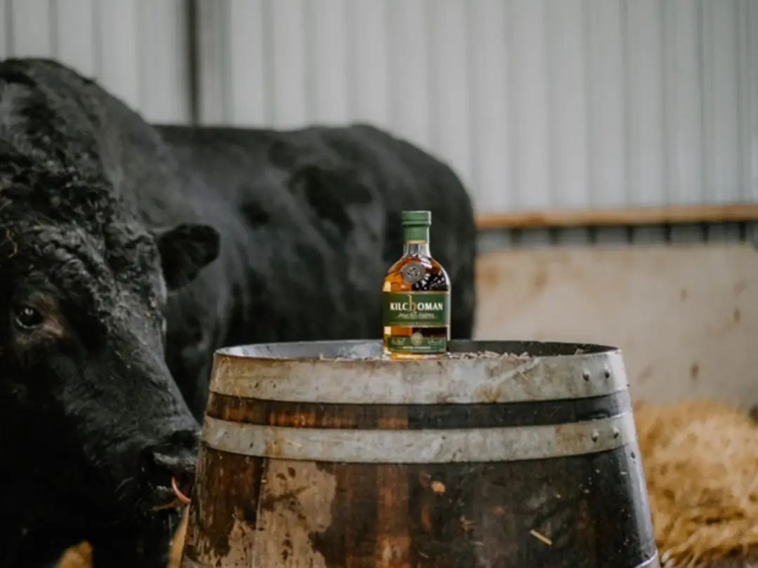 kilchoman batch strength whisky in a barn on a cask next to a cow