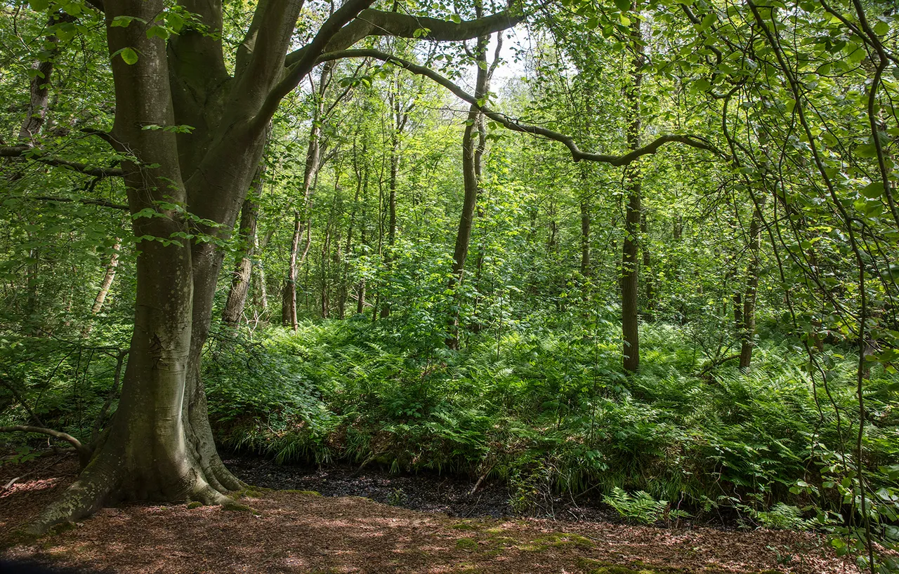 2018 wildrijk mei 2 dutchphoto verkleind