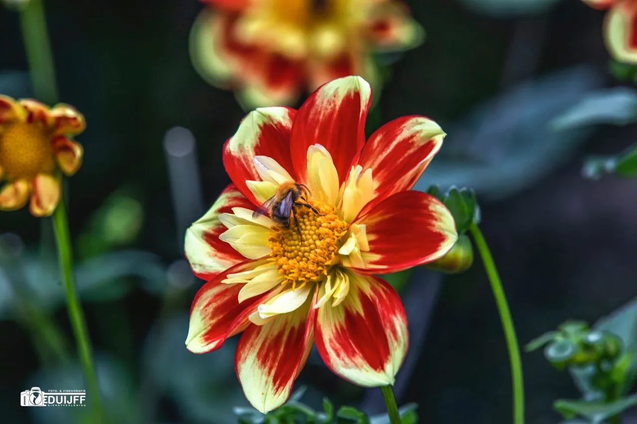 bij op dahlia