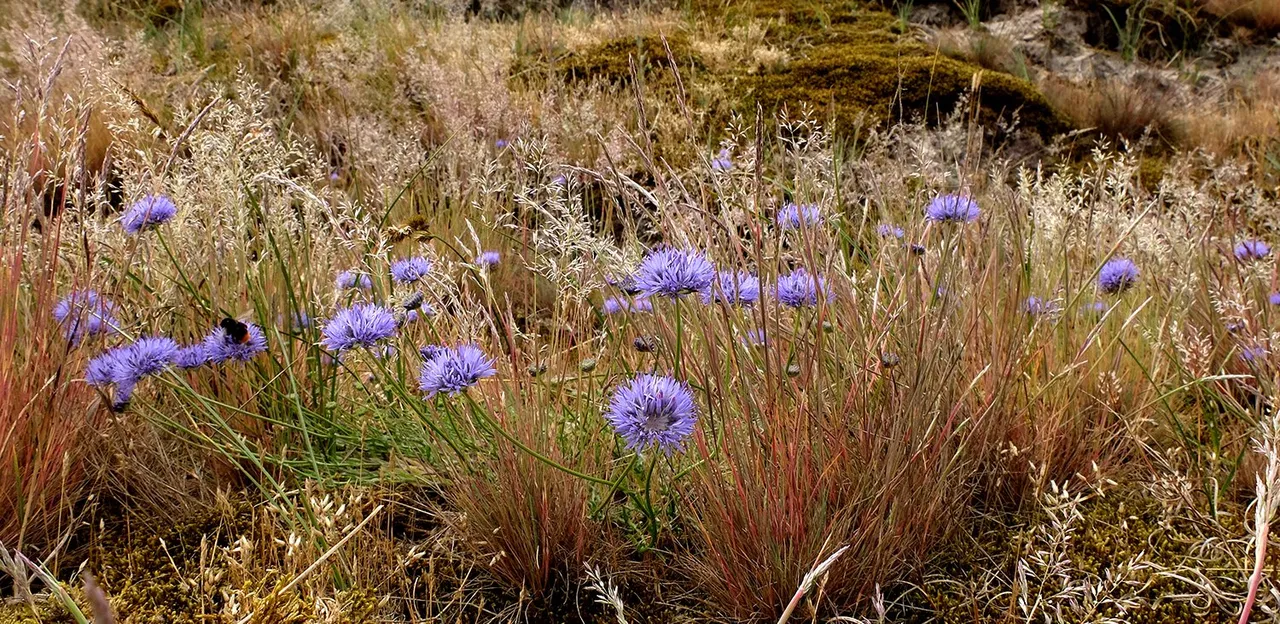 buntgrasduin met zandblauwtje foto theo baas