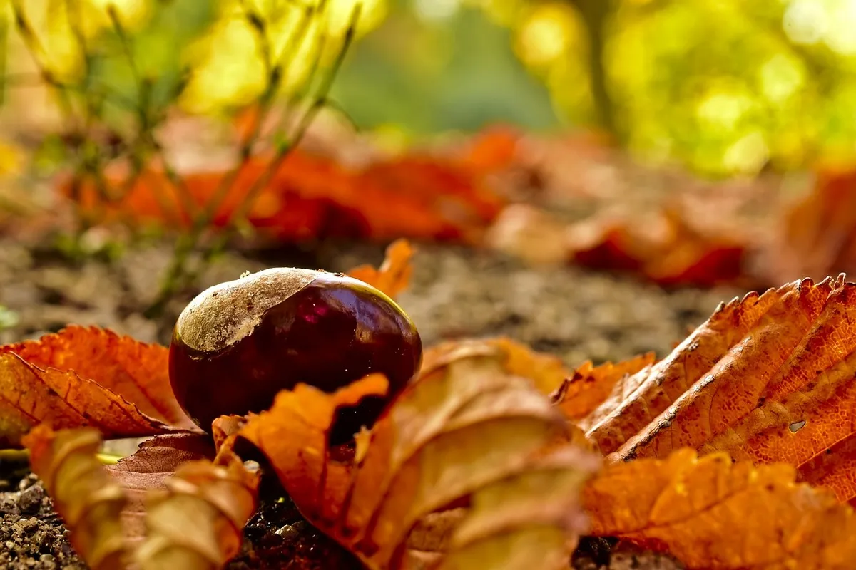 chestnut g77a107fe8 1280