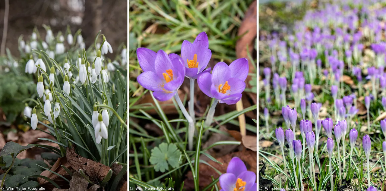 collage lente alkmaar