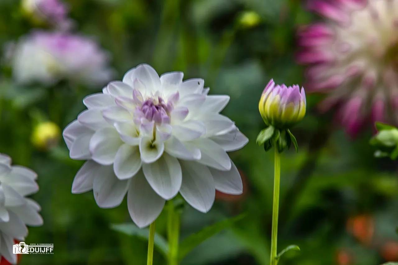 dahlia white