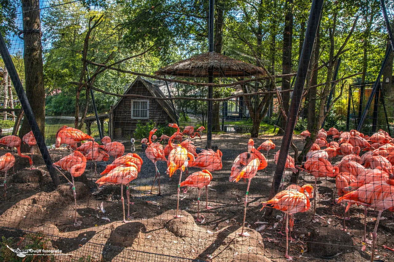 flamingo s2