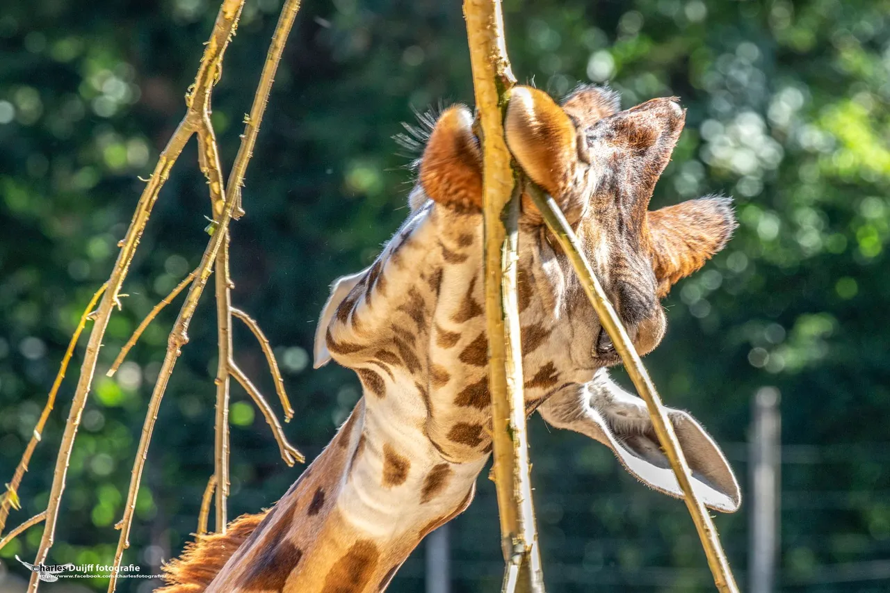 giraffe knabbelt