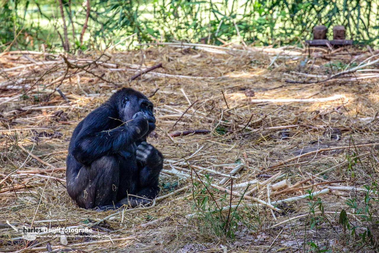 gorilla