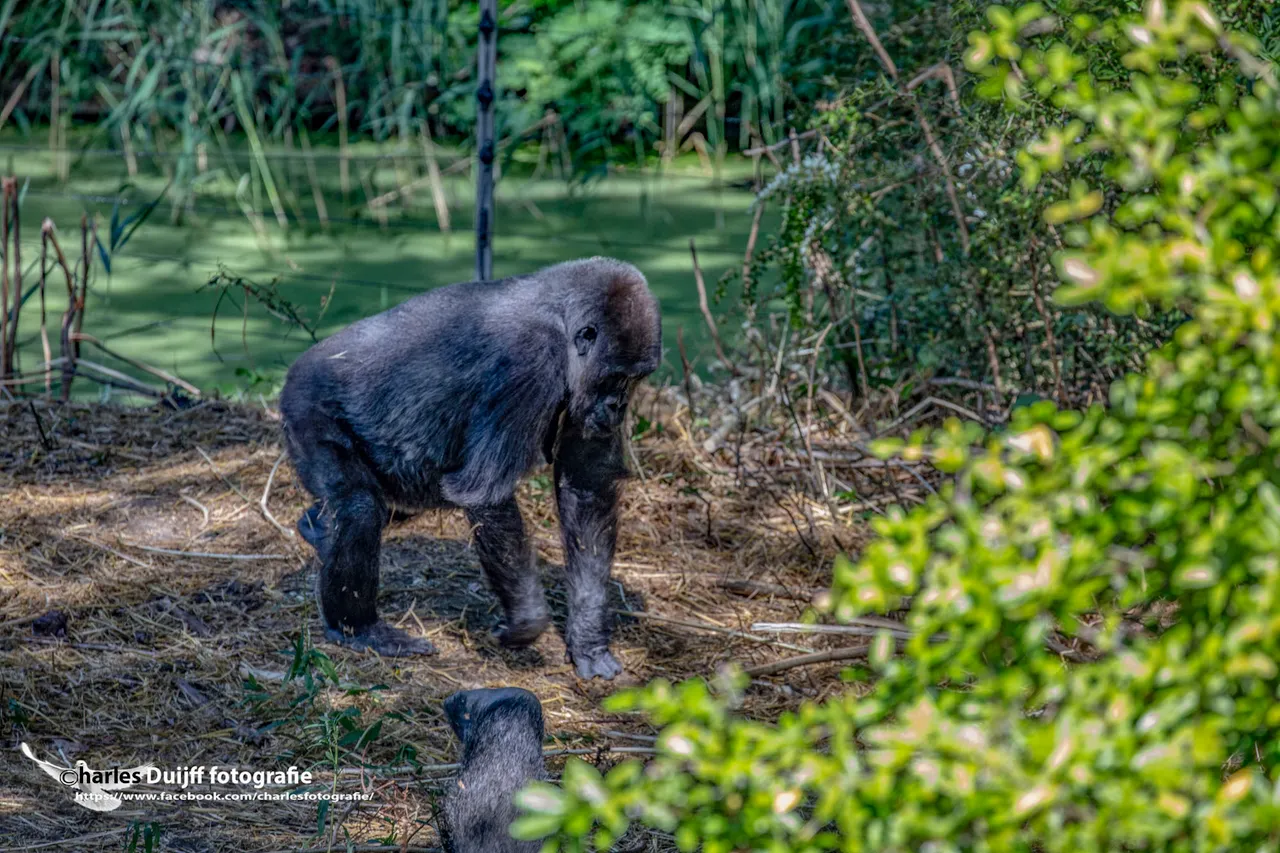 gorilla2