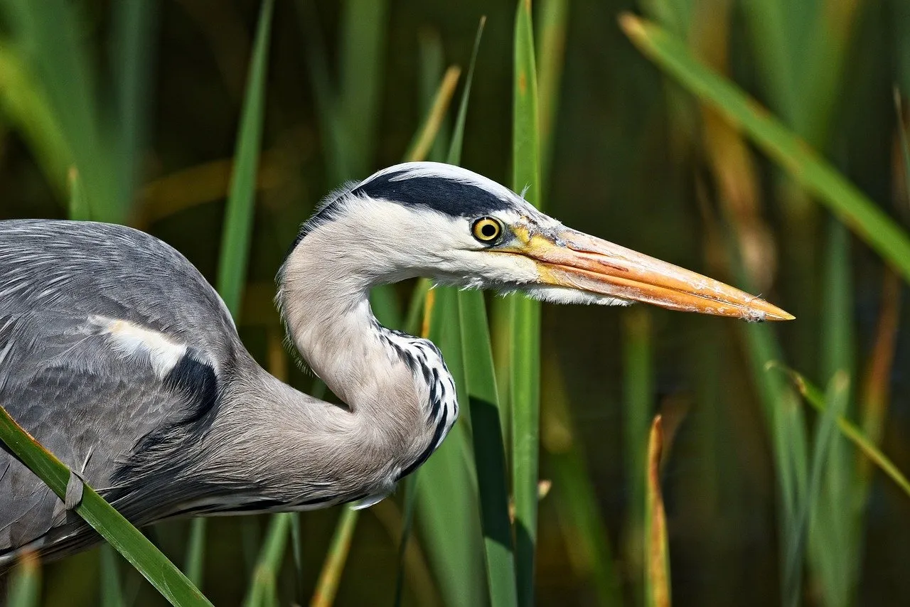 grey heron 3386378 1280
