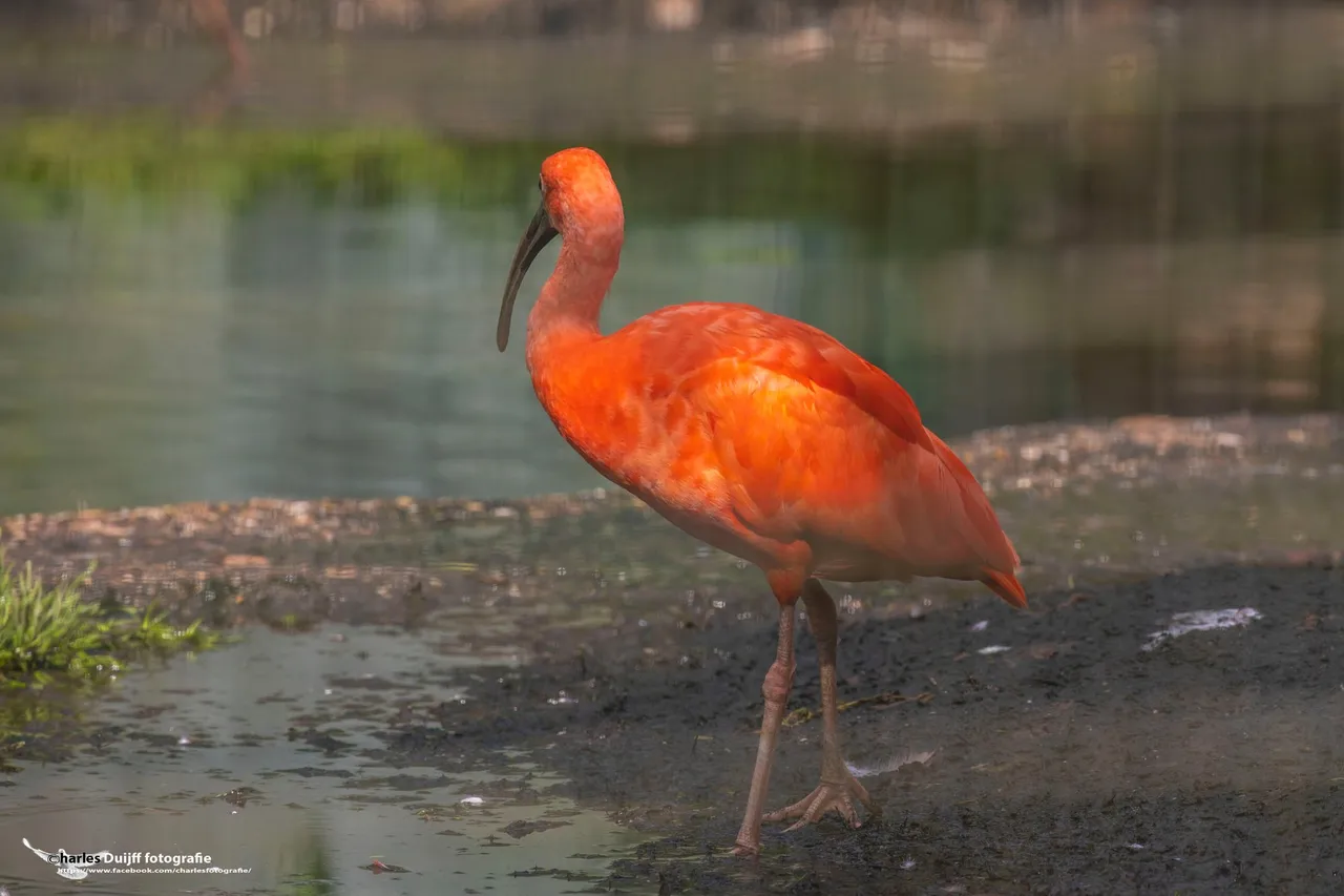 ibis