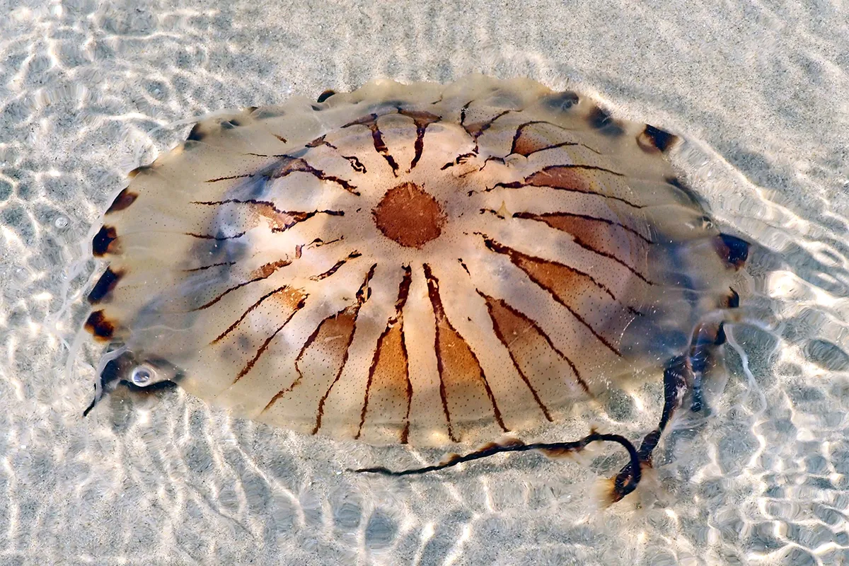 kompaskwal chrystal cochius