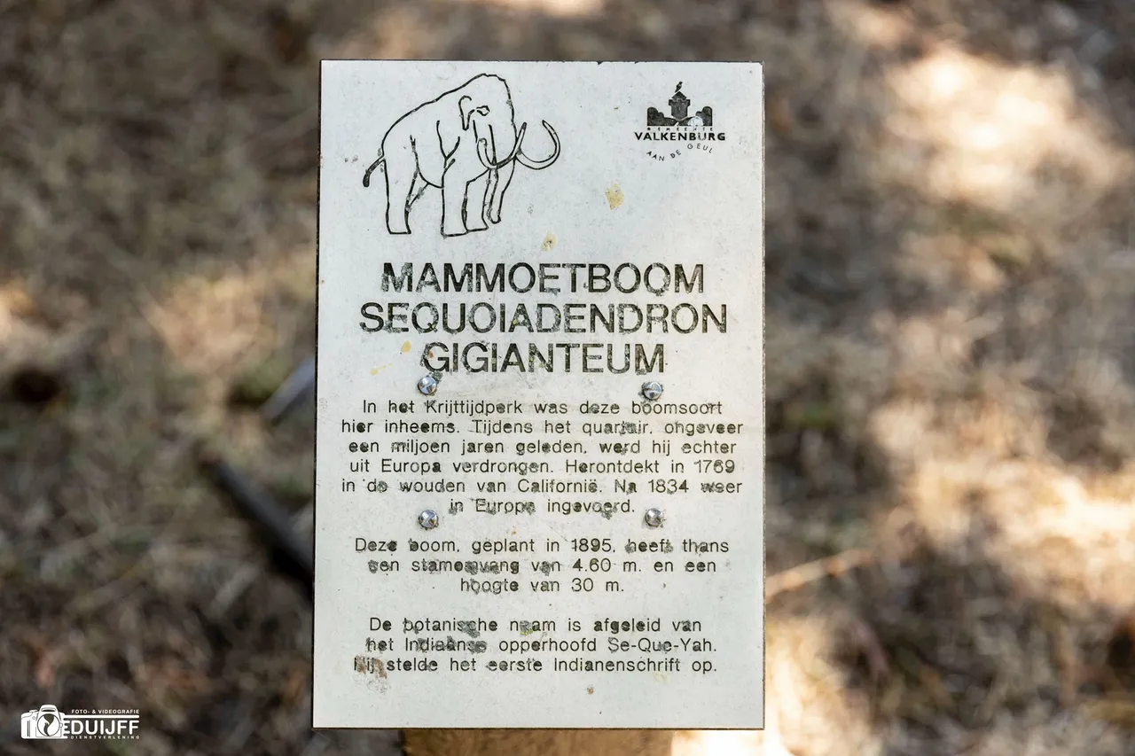 mammoetboom bordje