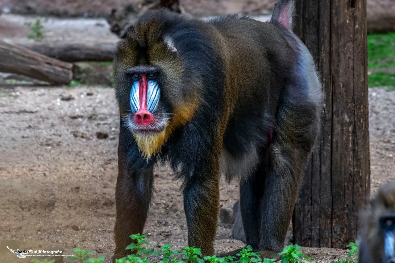 mandril