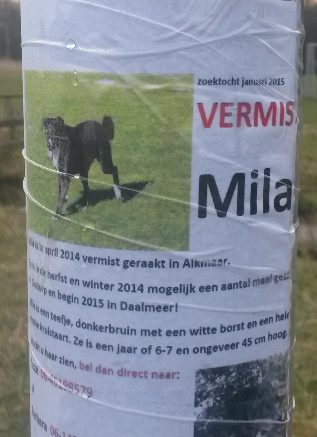 mila