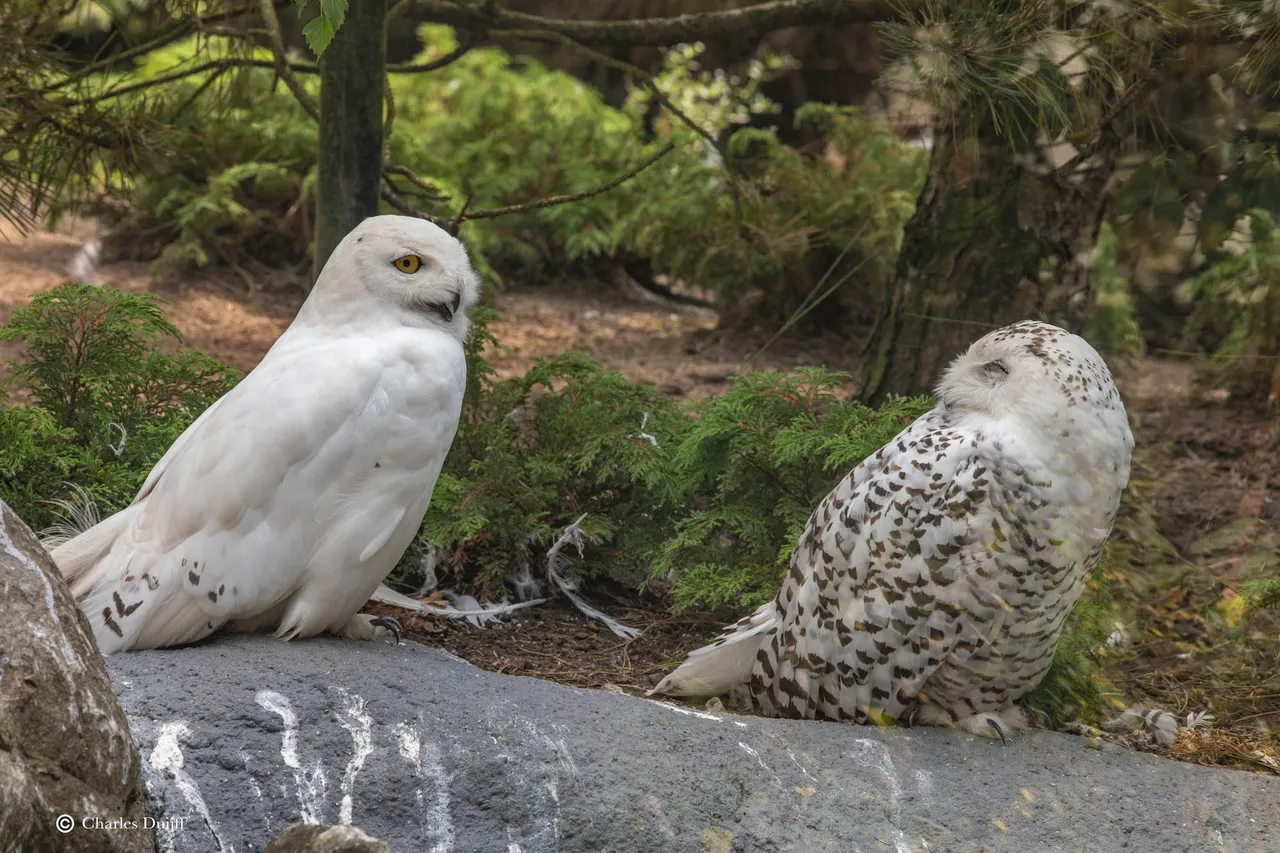 owls