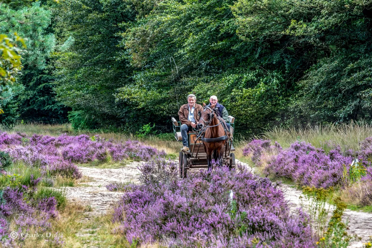 paard en wagen2