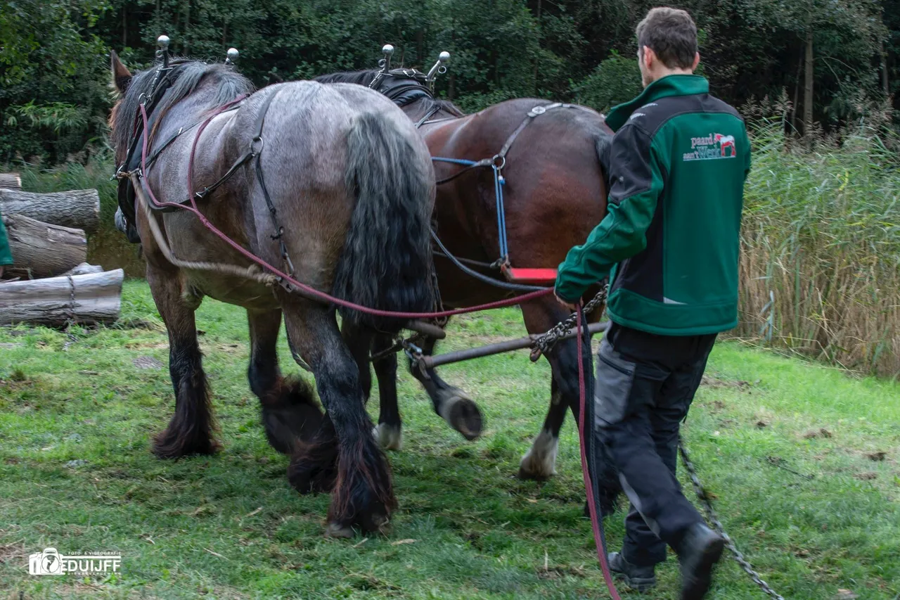 paarden5