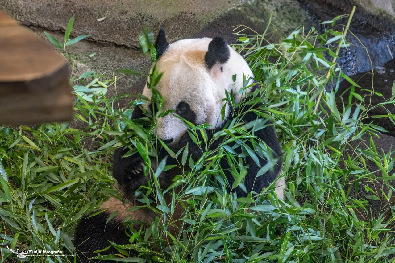 panda g