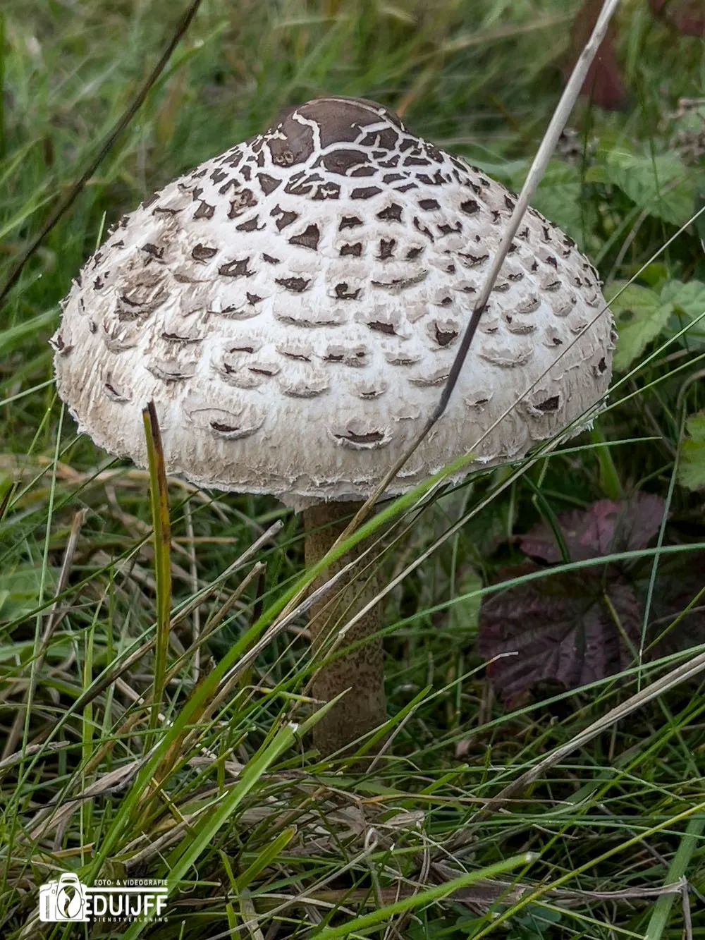 parasolzwam bol2