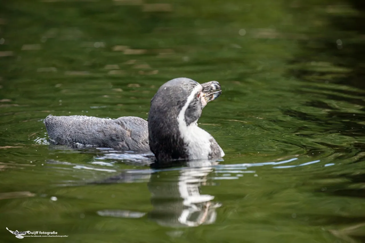 pinguin swimming 2