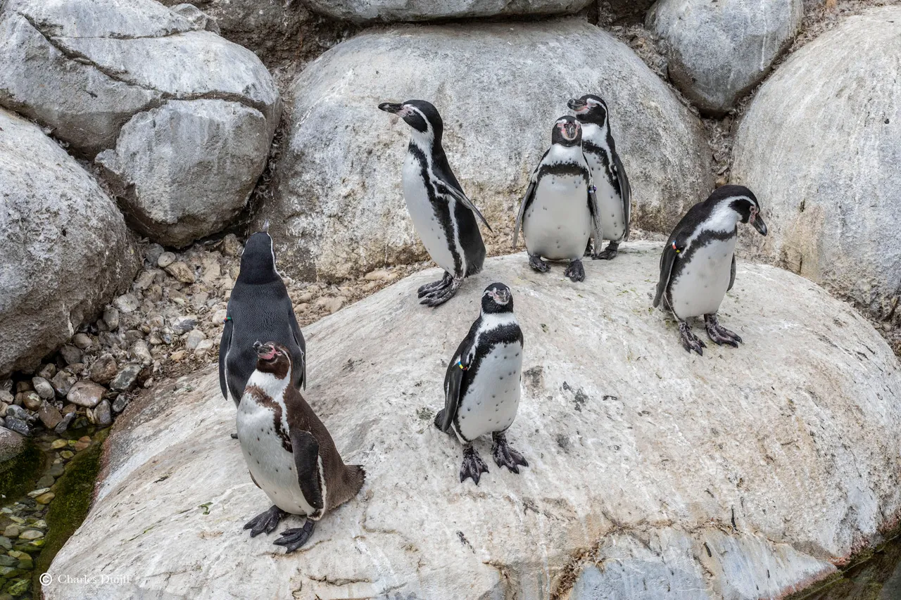pinguins2