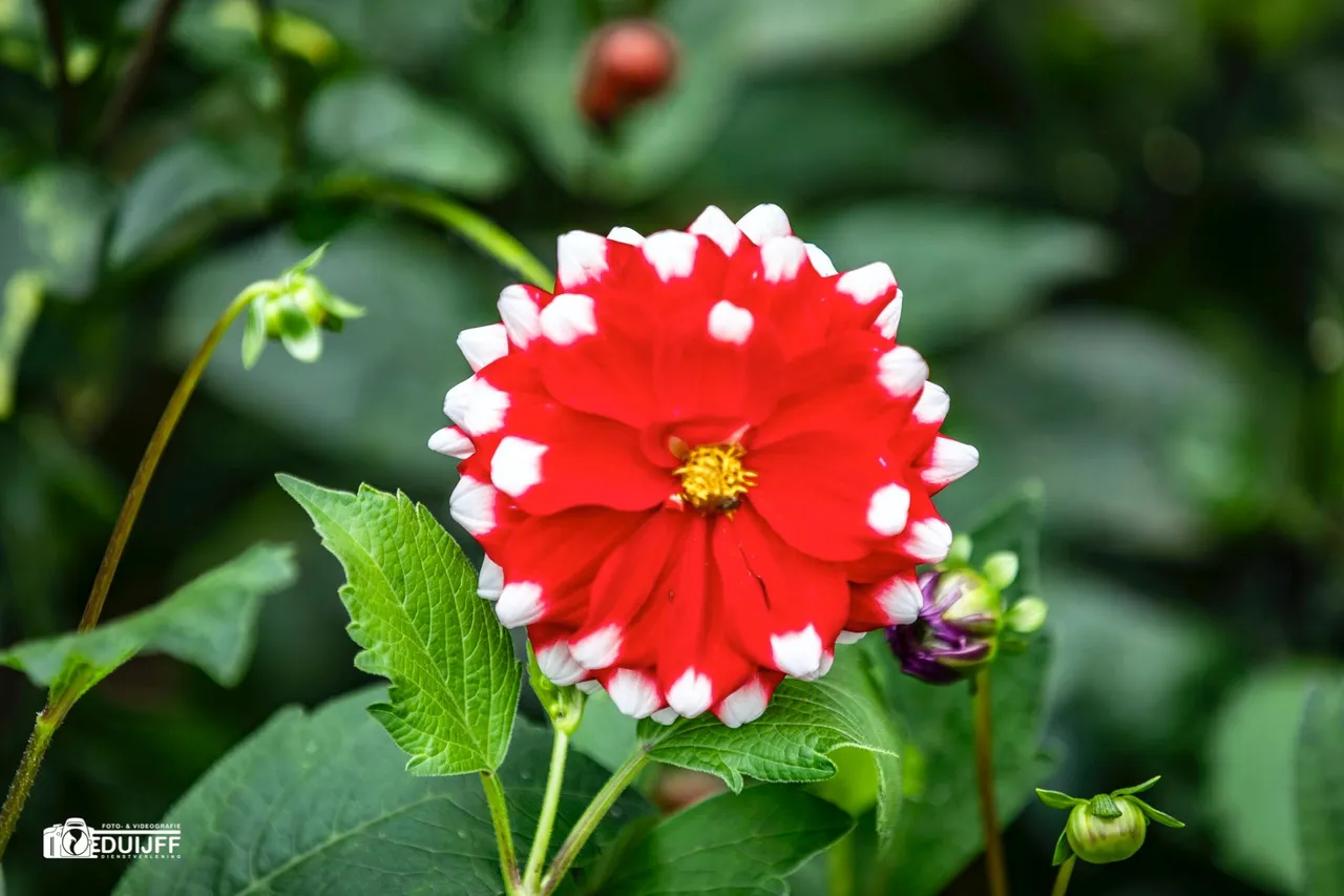 red dahlia