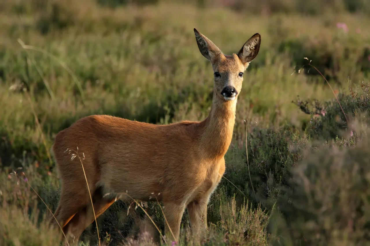 ree menno schaeferr02