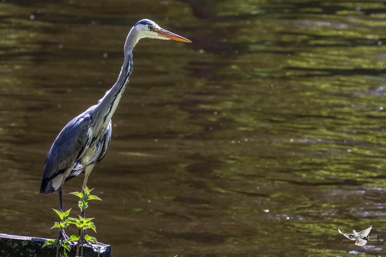 reiger in zon