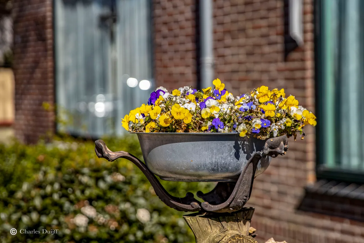 schaal bloemen