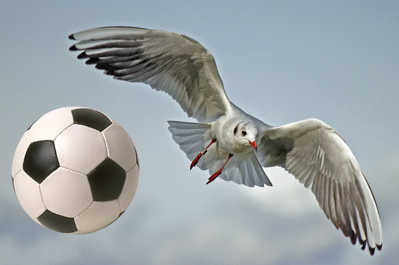 seagull 79658 1920 pixabay