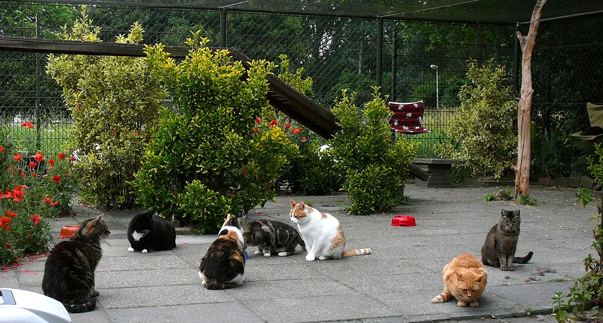 stichting zwerfdier adoptieverblijf