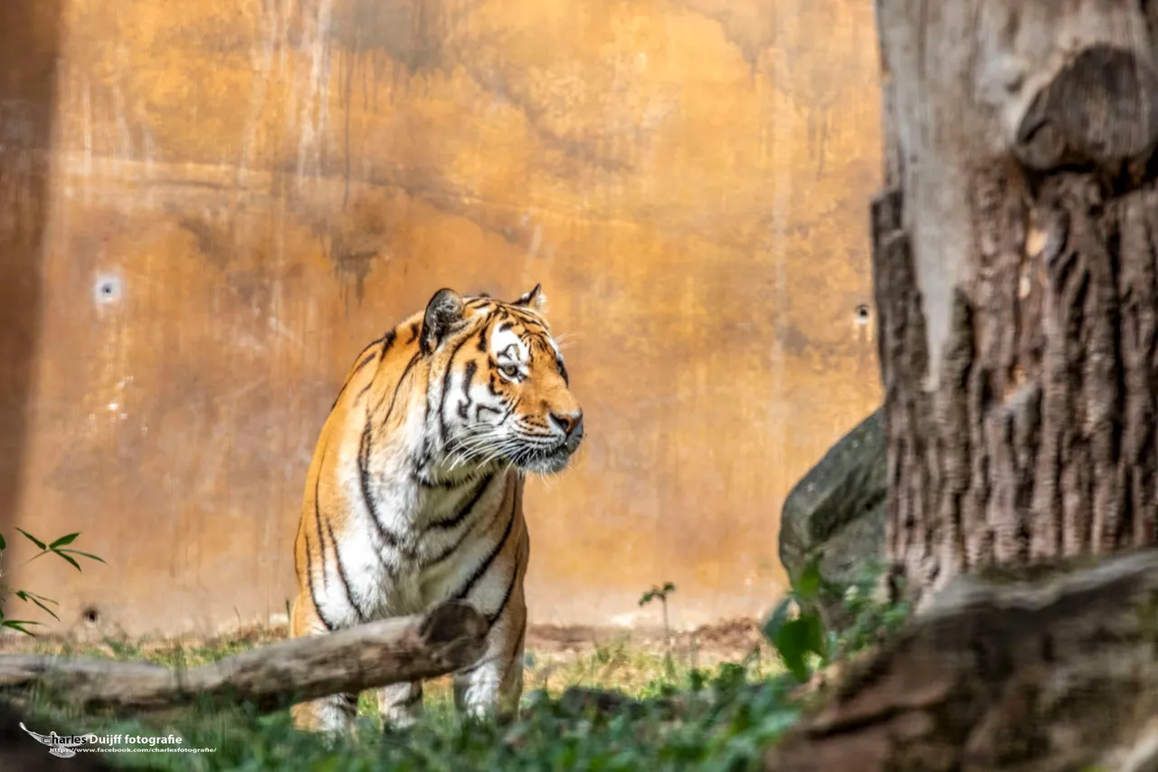 tijger2