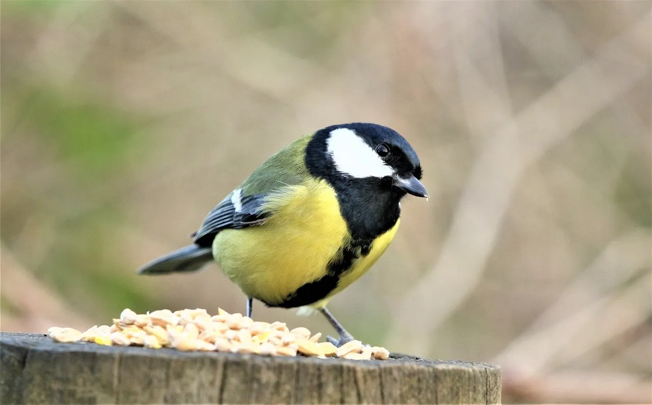 tit 4679942 1280