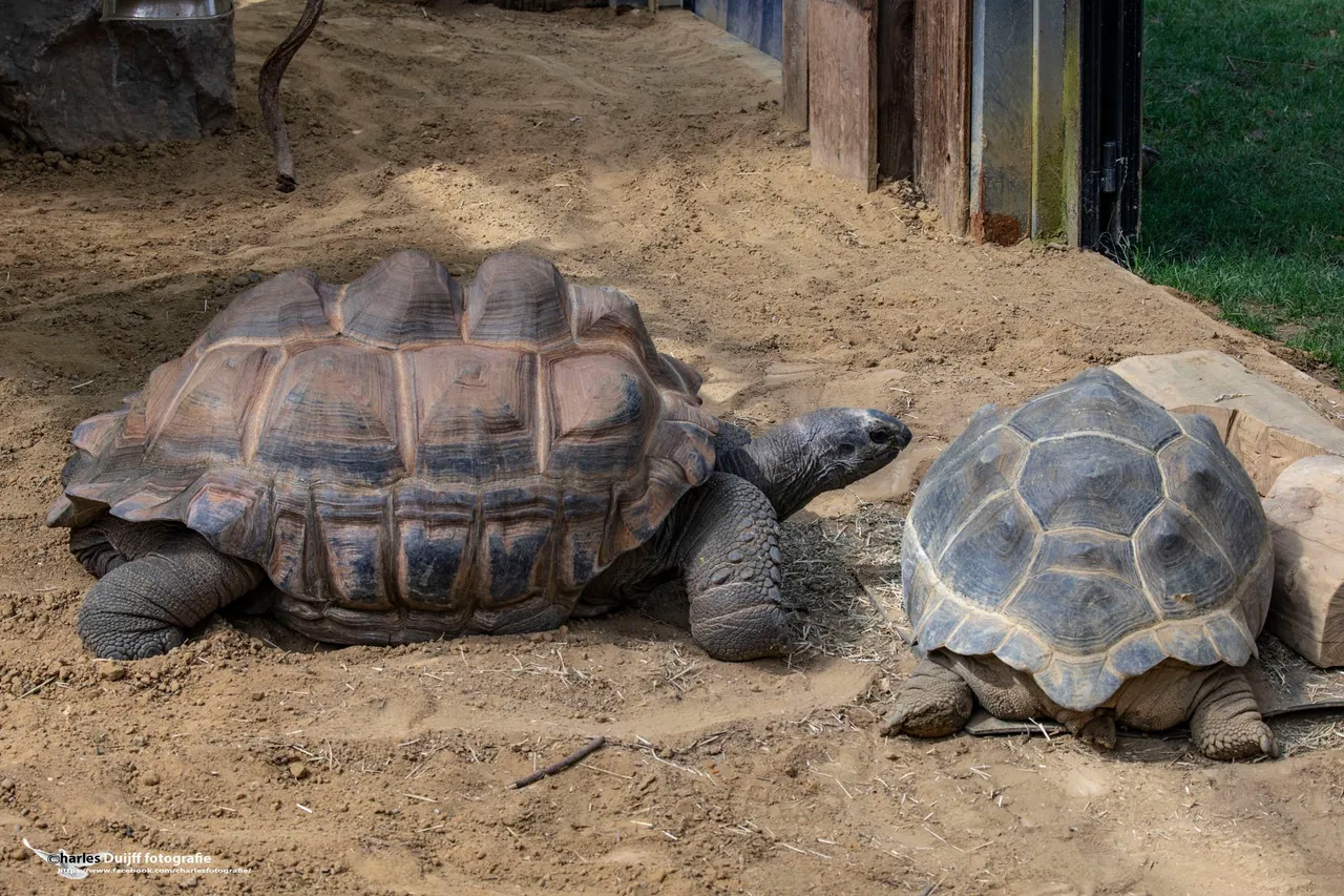 twee schildpadden