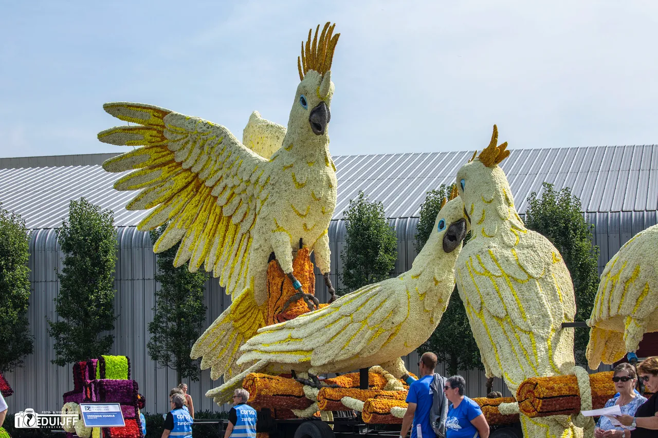 vreemde vogels