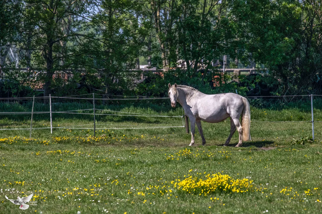 white horse