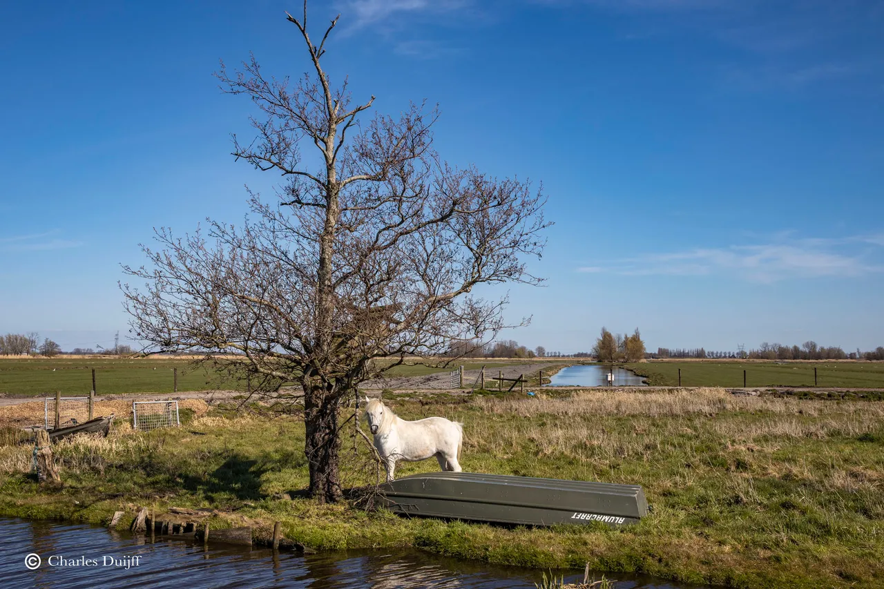 wit paard