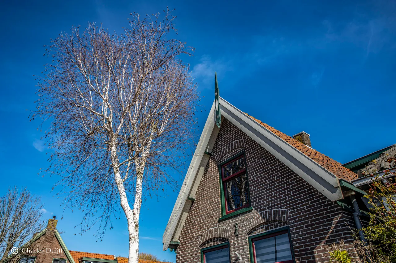 witte berkjpg